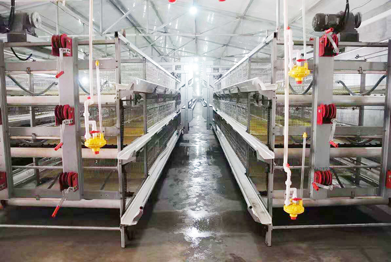 肉鸡行情，，，，，及养殖肉鸡装备