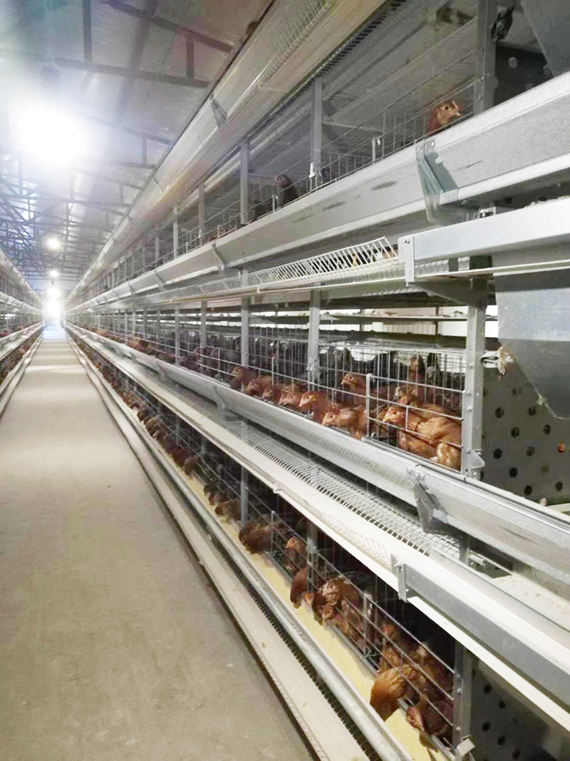 养殖用蛋鸡装备包括那些详细的？？？？？？？