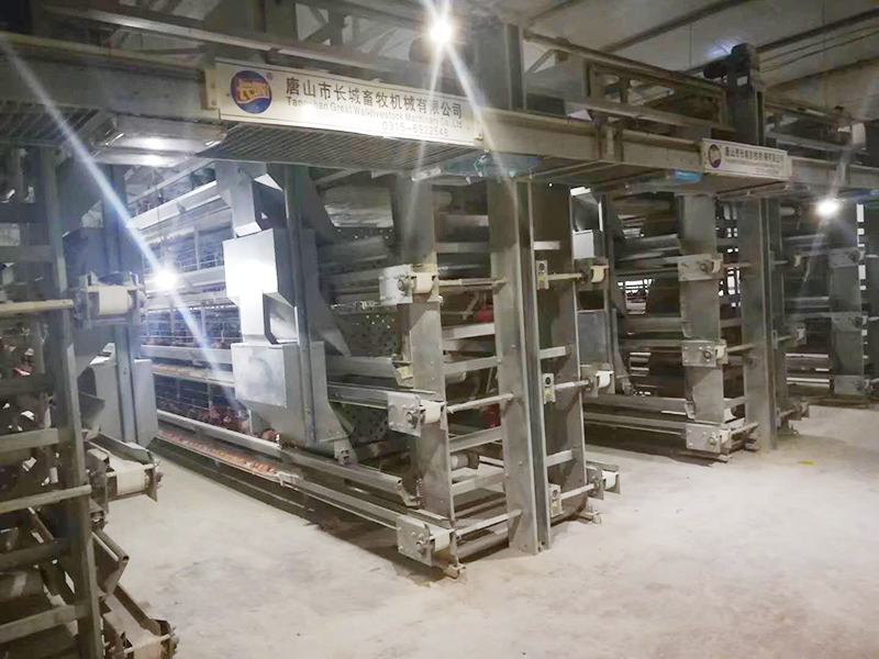 蛋鸡装备该怎样举行使用呢？？？？？？？？