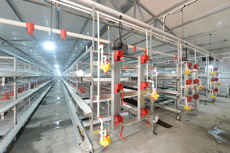 肉鸡装备怎样使用能提高肉鸡生长速率