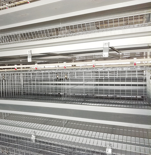 购置蛋鸡装备应该从哪些地方着手？？？？？？