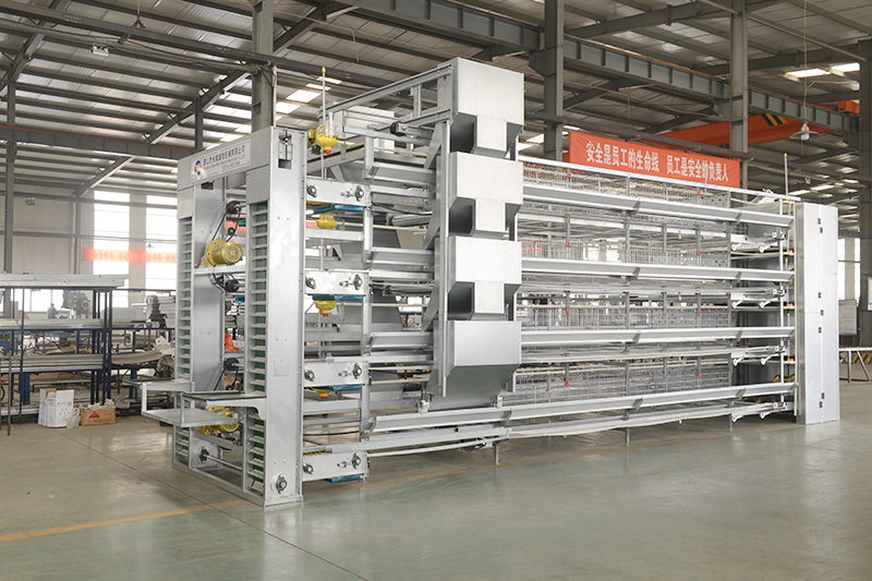 购置蛋鸡装备应该从哪些地方着手