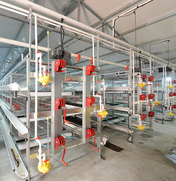 GA黄金甲畜牧肉鸡装备笼养与网养的区别