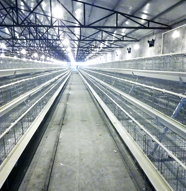 蛋鸡装备应该怎样选取！。。。。？？？？？？？？蹊径式好照旧层叠式好呢？？？？？？？？